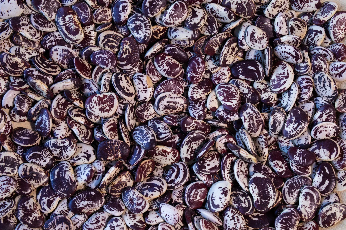 Heirloom Beans, Freshly Harvested